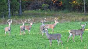 Whitetail Institute food plot PRADCO 190104 133803