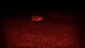 Coyote Light in field with red screen at 100 yards 190104 133548