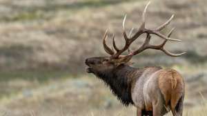 Elk tag auction beauty