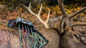 Quiver beauty