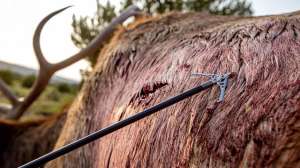 Rage broadhead with elk