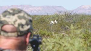 Texas Oryx 2