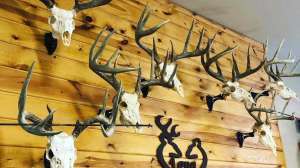 Antlers on wall